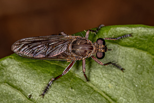 Close up of a blow fly on a eucalyptus leaf