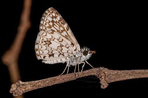 Adult Orcus Checkered-Skipper Moth Insect of the species Burnsius orcus