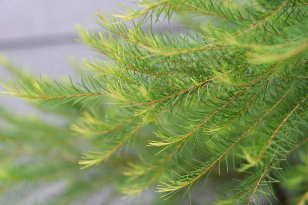 Melaleuca alternifolia ( Narrow-leaved paperbark Tea tree ). stock photo