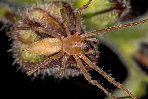 Adult Longlegged Sac Spider of the Genus Cheiracanthium