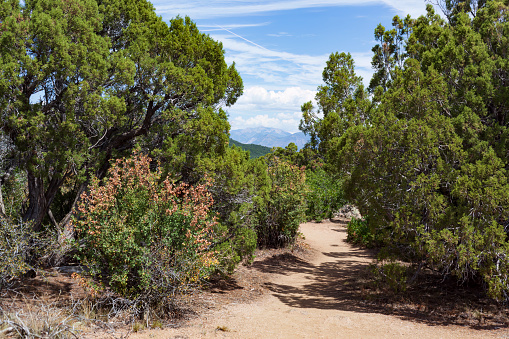 An unpaved trail leads to a canyon overlook through pinyon-juniper woodland in the Black Canyon of the Gunnison National Park.