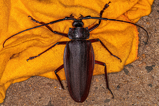 Adult Giant Prionid Beetle of the genus Ctenoscelis