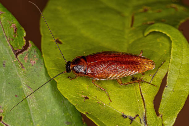istock Adult Wood Cockroach 1446581755