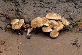 schuppenkappen-pilzpilze-pilz.jpg?b=1&s=170x170&k=20&c=wESXvDyW9ERL07m5b2oZxJa7ZMQKp6rhWvzxzsHl_Do=