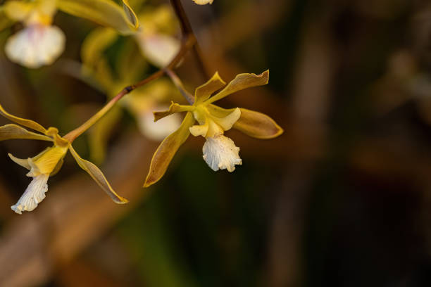 Small Orchid Flower Small Orchid Flower of the Genus Encyclia encyclia orchid stock pictures, royalty-free photos & images