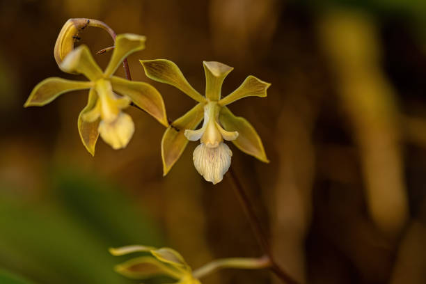 Small Orchid Flower Small Orchid Flower of the Genus Encyclia encyclia orchid stock pictures, royalty-free photos & images