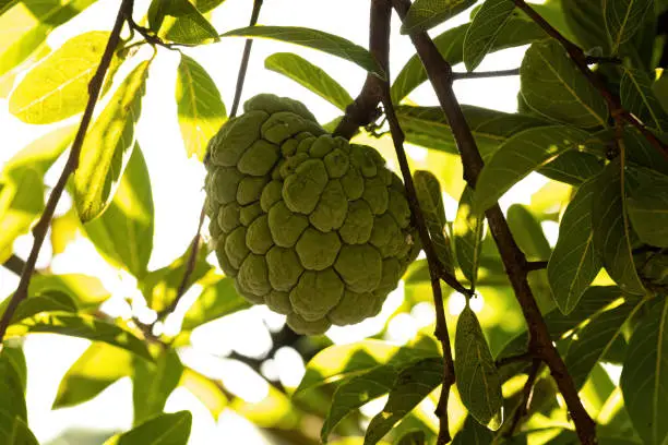 Sweetsop Green Fruit of the species Annona squamosa