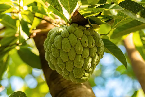 Sweetsop Green Fruit of the species Annona squamosa