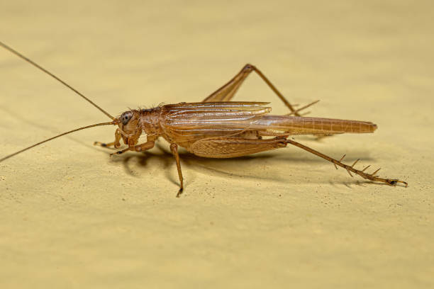 istock Adult True Cricket 1446582497