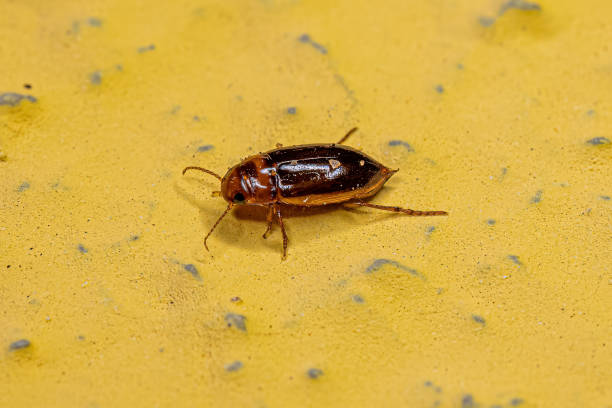 istock Adult Predaceous Diving Beetle 1446582529