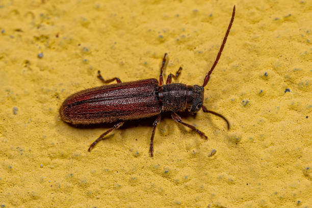 istock Adult Typical Longhorn Beetle 1446582577