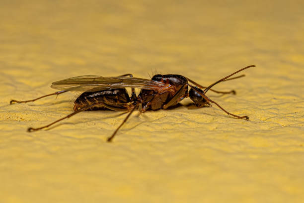 istock Adult Male Winged Carpenter Ant 1446582644