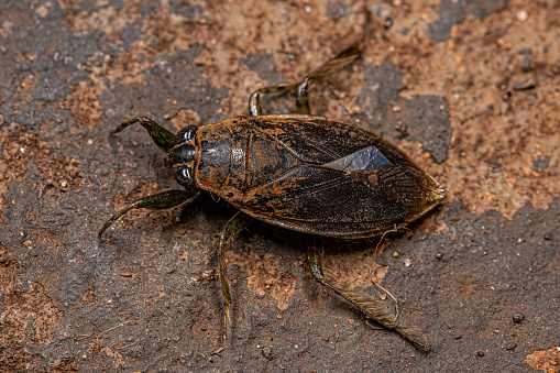 Adult Giant Water Bug of the Genus Belostoma