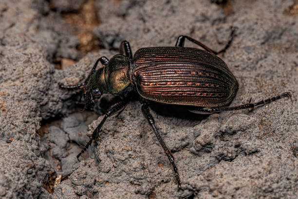 Adult Caterpillar hunter Beetle Adult Caterpillar hunter Beetle of the genus calosoma carabina stock pictures, royalty-free photos & images