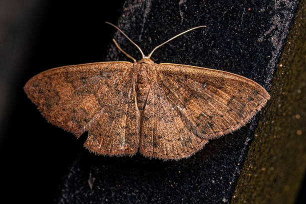 Adult Geometer Moth stock photo