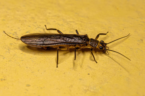 Adult Common Stonefly insect Adult Common Stonefly insect of the Order Plecoptera plecoptera stock pictures, royalty-free photos & images
