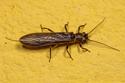 Adult Common Stonefly insect of the Order Plecoptera