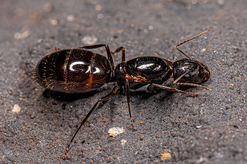 Camponotus Sanctus queen ant