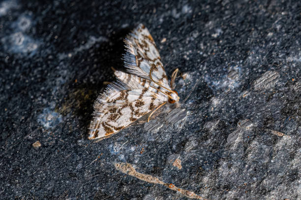istock Adult Crambid Moth 1446582711
