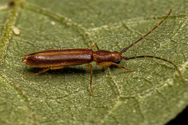 istock Adult Typical Longhorn Beetle 1446582754