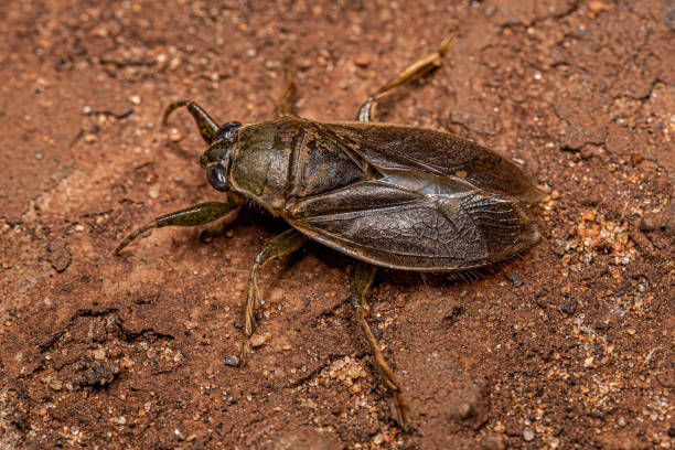 Adult Giant Water Bug stock photo