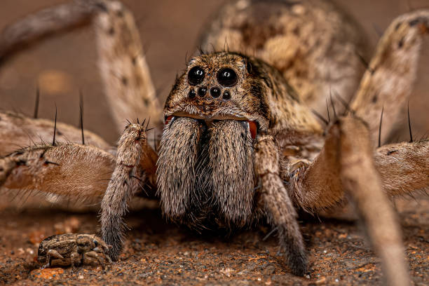istock Adult Female Wolf Spider 1446582764