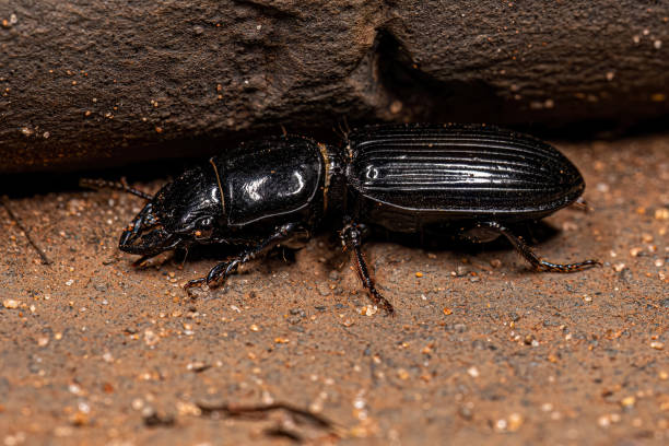 istock Adult Pedunculate Ground Beetle 1446582781