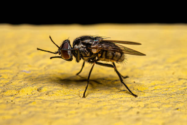 istock Adult House Fly 1446582792