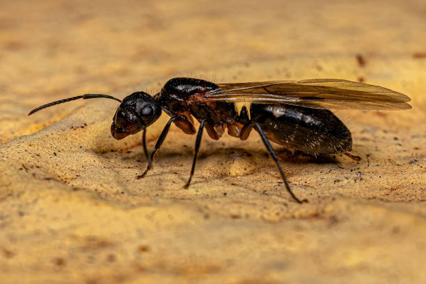 Adult Female Six Spotted Carpenter Queen Ant stock photo