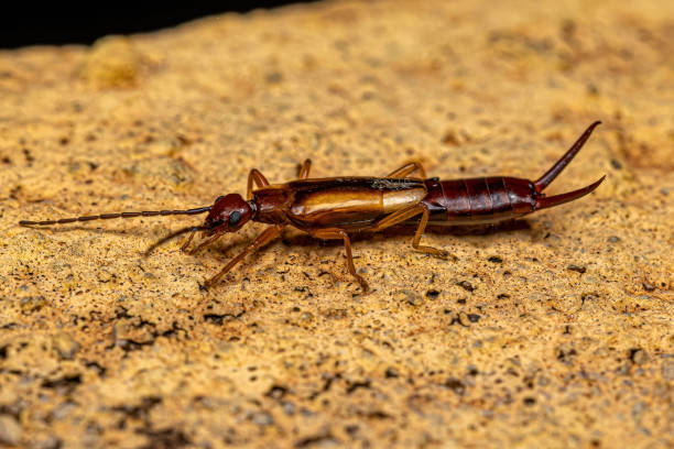 istock Adult Common Earwig 1446583505