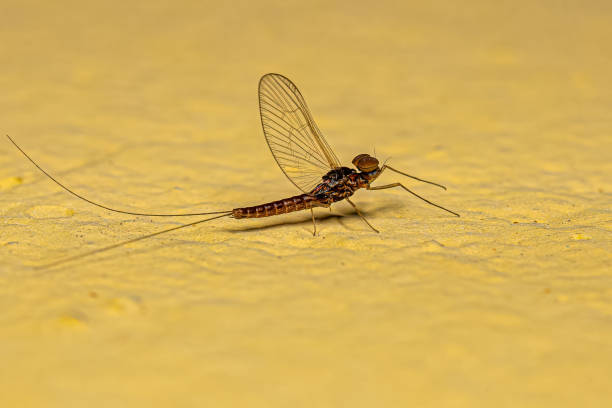 istock Adult Male Mayfly Insect 1446583526