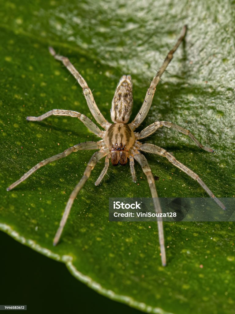 Small Ghost Spider Stock Photo - Download Image Now - Animal, Animal Leg,  Animal Wildlife - iStock