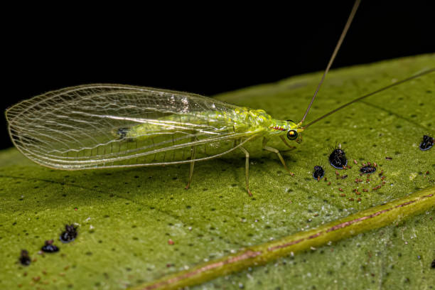 Adult Typical Green Lacewing of the Genus Ceraeochrysa