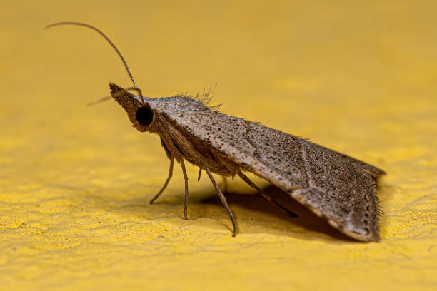 istock Adult Moth Insect 1446583615