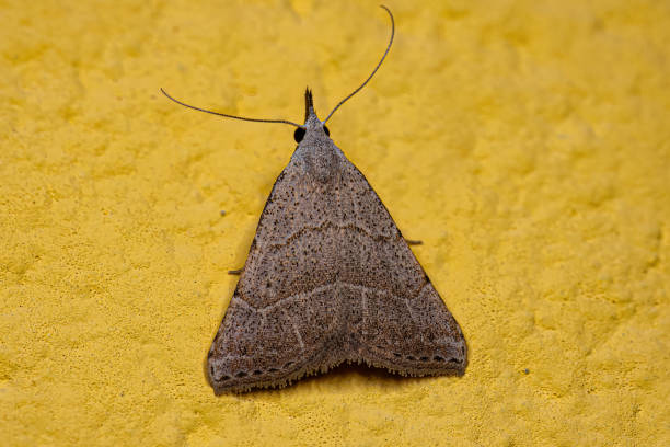 istock Adult Moth Insect 1446583620