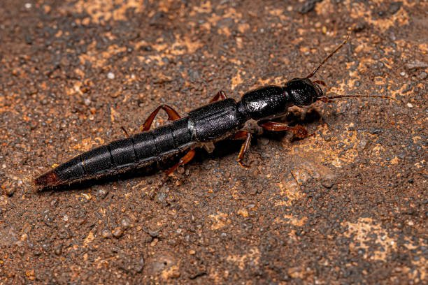 istock Adult Rove Beetle 1446583643