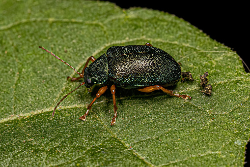 Adult Leaf Beetle of the Subfamily Eumolpinae