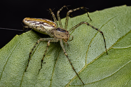 Adult Female Lynx Spider of the species Peucetia rubrolineata