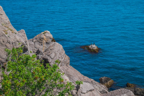 Black seabirds sit on a rock and rest. Cormorants sit on a rock and catch fish.