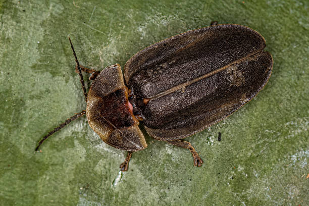istock Adult Firefly Beetle 1446583920