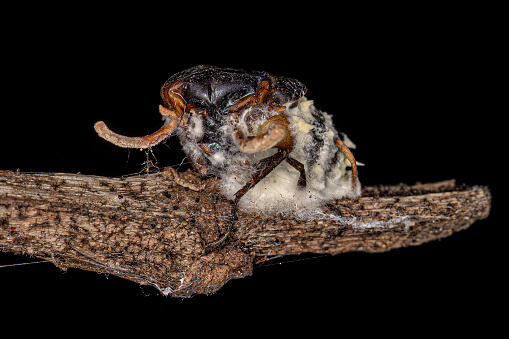 body of a fly killed by a zombie fungus on a tree branch