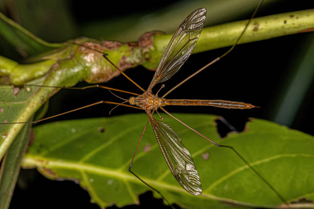 Adult Limoniid Crane Fly of the Family Tipulidae