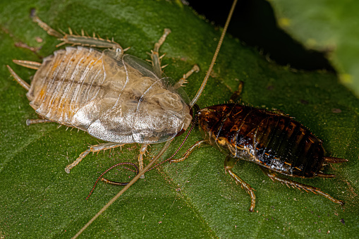 Wood Cockroach Nymph of the Family Ectobiidae