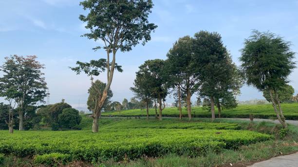 istock tea plantation in the mountains 1446584329