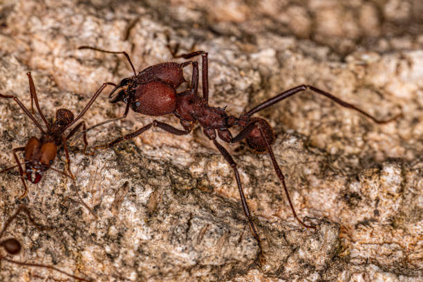 istock Adult Atta Leaf-cutter Ant 1446585073