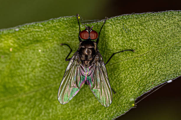 istock Adult Muscoid Fly 1446585167
