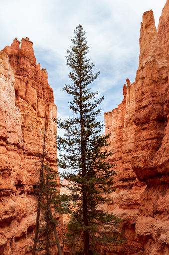 A tall pine tree growing in through a crack in the rocks at Bryce Canyon National Park