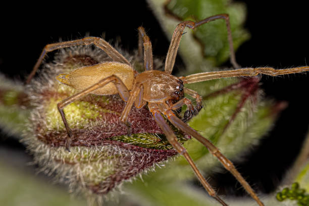 istock Adult Longlegged Sac Spider 1446585425