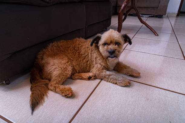 istock small animal Domestic dog 1446585465