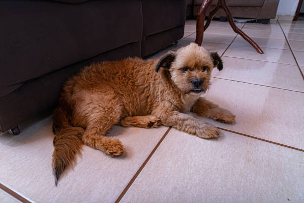 istock small animal Domestic dog 1446585474